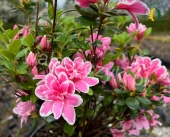 Azalea japonica 'Pink Poetry' - NEW!